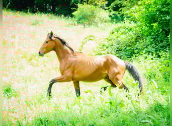 Bereber, Semental, 4 años, 152 cm, Castaño