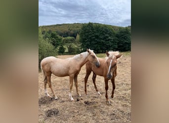Bereber, Semental, Potro (04/2026), 155 cm, Palomino