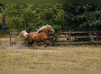 Bereber, Yegua, 5 años, 151 cm, Palomino