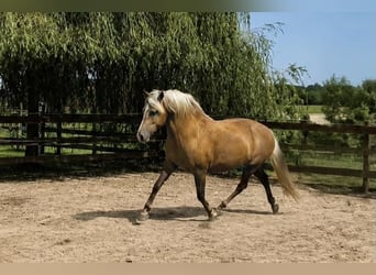 Bereber, Yegua, 5 años, 152 cm, Palomino