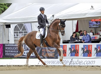 Koń oldenburski, Ogier, 14 lat, 173 cm, Ciemnokasztanowata