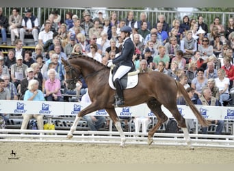 Koń oldenburski, Ogier, 14 lat, 173 cm, Ciemnokasztanowata