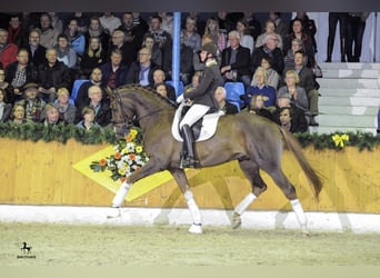 Koń oldenburski, Ogier, 14 lat, 173 cm, Ciemnokasztanowata