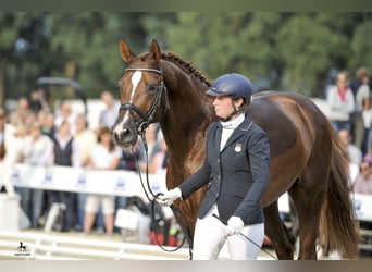 Koń oldenburski, Ogier, 14 lat, 173 cm, Ciemnokasztanowata
