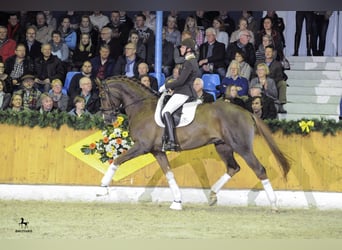 Oldenburg, Stallion, 12 years, 17 hh, Chestnut