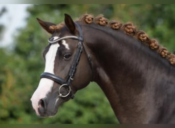 German Riding Pony, Stallion, 14 years, 14.2 hh, Chestnut