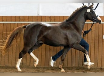 Pony tedesco, Stallone, 16 Anni, 148 cm, Sauro scuro