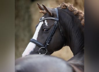 Pony tedesco, Stallone, 16 Anni, 148 cm, Sauro scuro