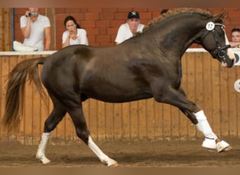 Pony tedesco, Stallone, 16 Anni, 148 cm, Sauro scuro