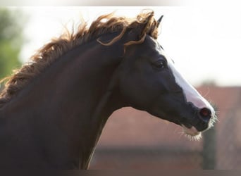 Pony tedesco, Stallone, 16 Anni, 148 cm, Sauro scuro