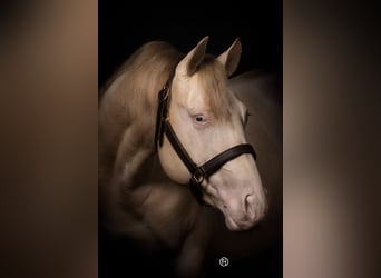 American Quarter Horse, Hengst, 9 Jahre, 153 cm, Perlino