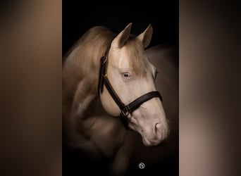 American Quarter Horse, Hengst, 8 Jaar, 153 cm, Perlino