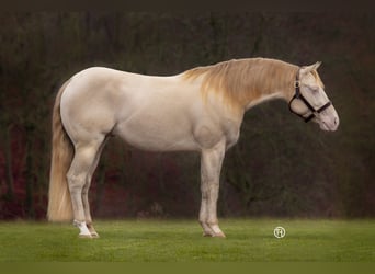 American Quarter Horse, Hengst, 8 Jahre, 153 cm, Perlino