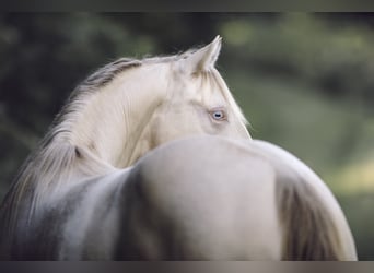 American Quarter Horse, Ogier, 8 lat, 153 cm, Perlino