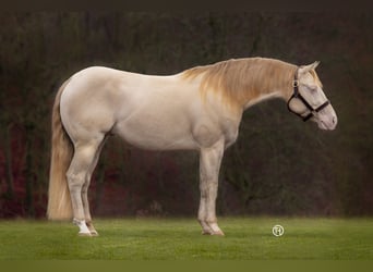 American Quarter Horse, Stallone, 10 Anni, 153 cm, Perlino