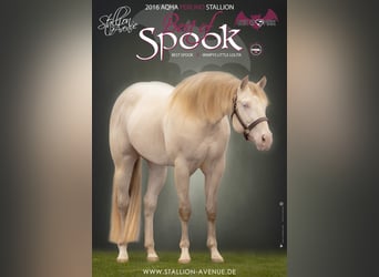 American Quarter Horse, Stallone, 10 Anni, 153 cm, Perlino