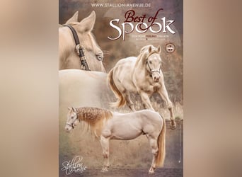 Quarter horse américain, Étalon, 10 Ans, 153 cm, Perlino