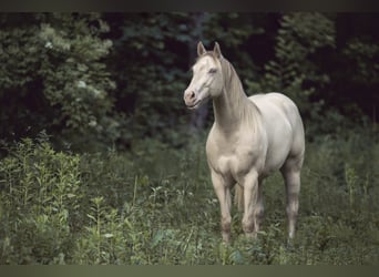 Quarter horse américain, Étalon, 8 Ans, 153 cm, Perlino