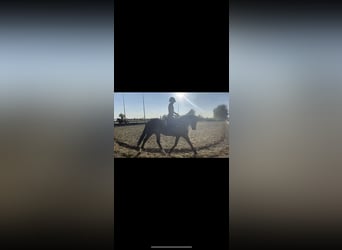 Betrouwbare bijrijder aangeboden