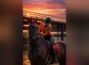 Betrouwbare bijrijder zoekt leuk paard 