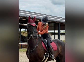 Betrouwbare bijrijder zoekt leuk paard 