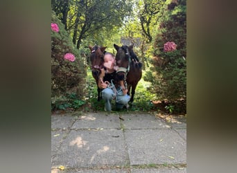 Betrouwbare bijrijder/verzorger