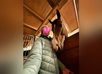 Betrouwbare verzorgster/bijrijder/Lease!