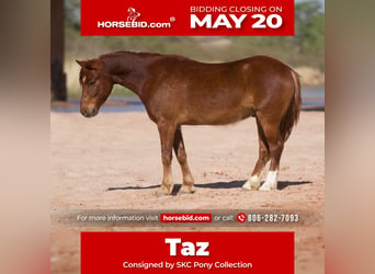 Plus de poneys/petits chevaux, Hongre, 6 Ans, Alezan cuivré, in Canyon,