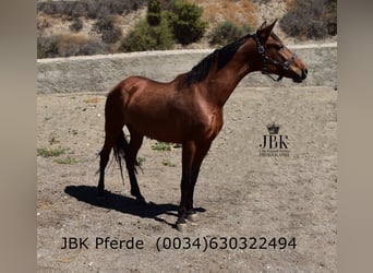 PRE Mestizo, Yegua, 6 años, 164 cm, Castaño, in Tabernas Almeria
