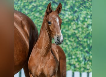 Westphalian, Stallion, Foal (05/2026), Brown, in Mnster-Handorf