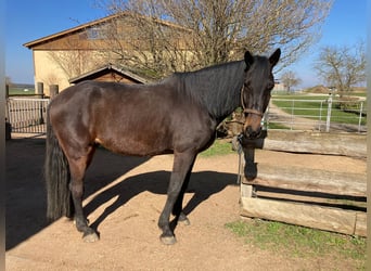 Meer warmbloeden, Ruin, 9 Jaar, 172 cm, Donkerbruin, in Schonungen,