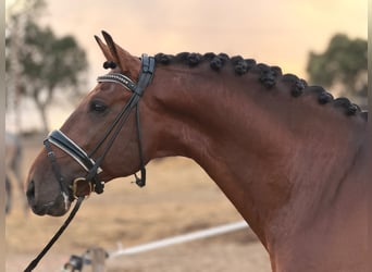 Lusitanos Mix, Wallach, 8 Jahre, 159 cm, Brauner, in Caldas da Rainha