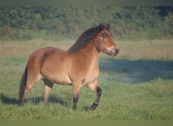 Icelandic Horse Mix, Mare, 13 years, 12,1 hh, Bay-Dark, in Metelen,