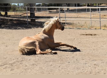 PRE, Stallion, 1 year, 16,1 hh, Palomino, in El Real De La Jara,