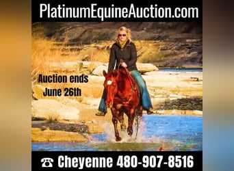 American Quarter Horse, Gelding, 15 years, 14.3 hh, Sorrel, in Shelbyville KY,