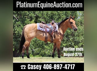 American Quarter Horse, Wallach, 8 Jahre, 147 cm, Falbe, in Jacksboro TX,