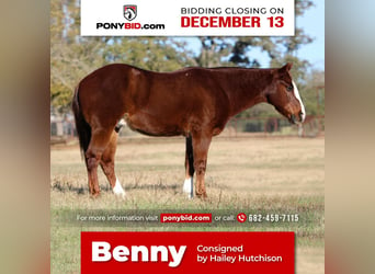 Quarter pony, Hongre, 14 Ans, 147 cm, Alezan cuivré, in Joshua, TX,