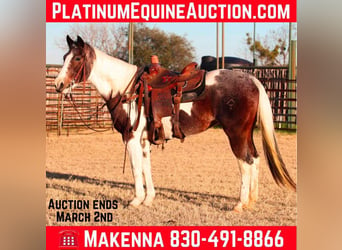 American Quarter Horse, Castrone, 13 Anni, 155 cm, Tobiano-tutti i colori, in Lipan TX,