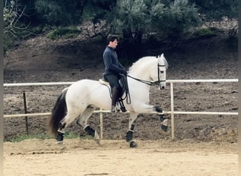 Lusitanos, Semental, 12 años, 165 cm, Tordo, in Cadiz