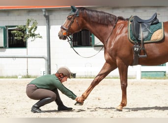 Biete Reitbeteiligung