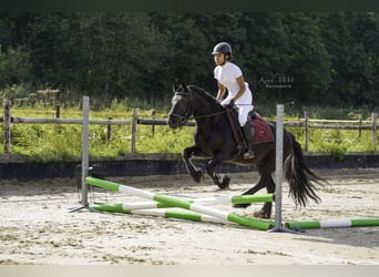 Bijrijd pony/paard gezocht 