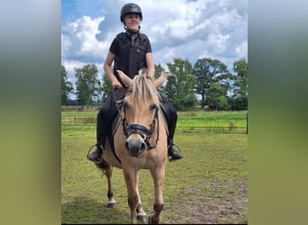 Bijrijder/verzorg paard gezocht