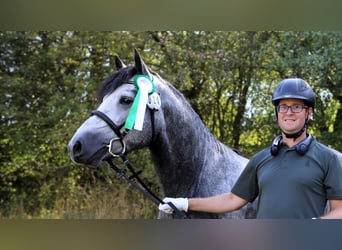 Connemara, Hengst, 5 Jahre, 145 cm, Schimmel