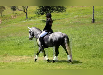 Connemara, Hengst, 5 Jahre, 145 cm, Schimmel