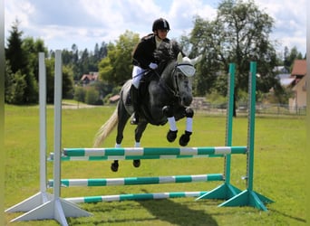 Connemara, Stallion, 6 years, 14.1 hh, Grey