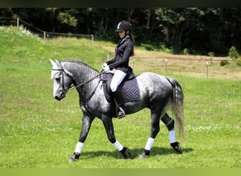 Kuc Connemara, Ogier, 5 lat, 145 cm, Siwa