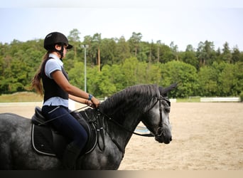 Kuc Connemara, Ogier, 5 lat, 145 cm, Siwa