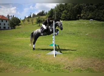 Kuc Connemara, Ogier, 5 lat, 145 cm, Siwa