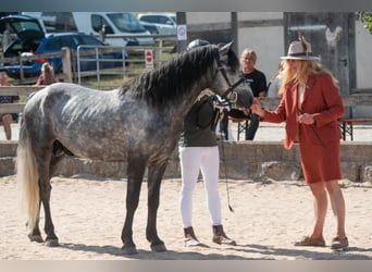 Kuc Connemara, Ogier, 5 lat, 145 cm, Siwa