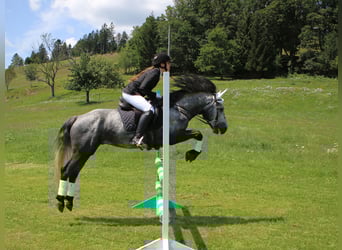 Kuc Connemara, Ogier, 5 lat, 145 cm, Siwa